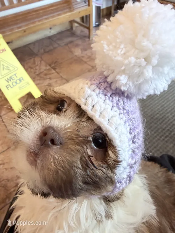 Shihpoo – Shihpoo puppy for sale in Ludlow, MA