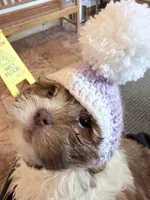 Shihpoo, a female Shihpoo for sale in Ludlow, MA – 1 of 5