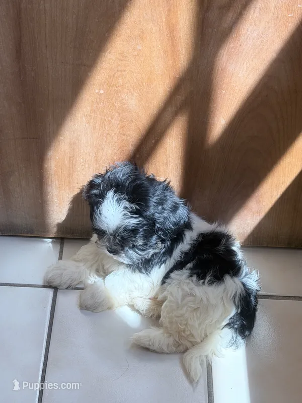 Malshi – Mal Shi puppy for sale in Ludlow, MA