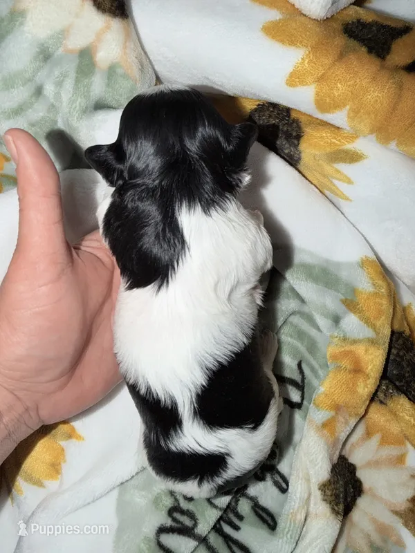 Malshi – Mal Shi puppy for sale in Ludlow, MA