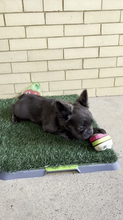 Zoe, a female French Bulldog for sale in Chicago, IL – 6 of 6