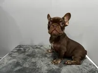Bentley, a male French Bulldog for sale in Chicago, IL – 4 of 4
