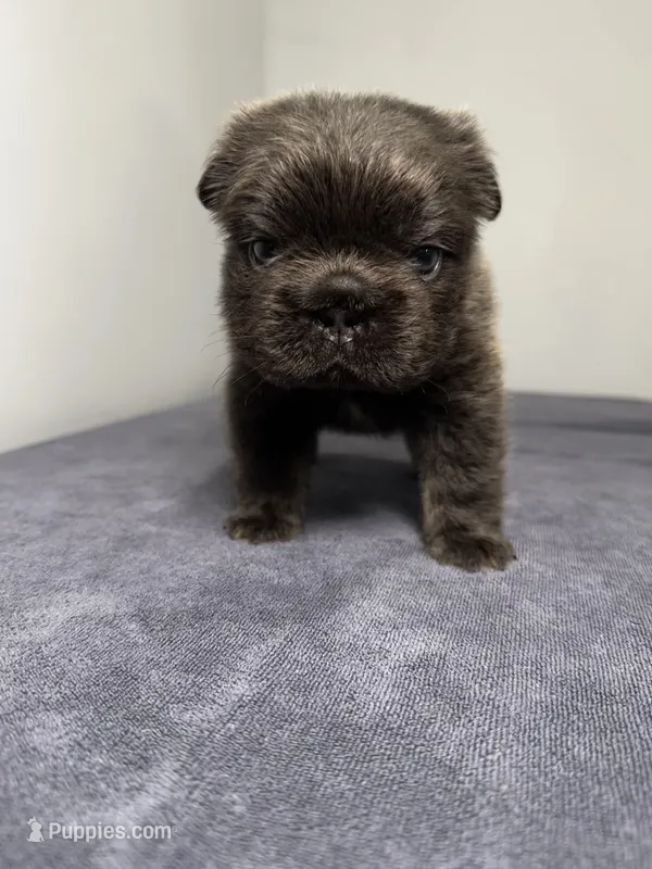 Chanel – French Bulldog puppy for sale in Chicago, IL