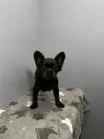 Zoe, a female French Bulldog for sale in Chicago, IL – 6 of 10