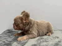 Rolex, a male French Bulldog for sale in Chicago, IL – 4 of 6
