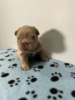 Rolex, a male French Bulldog for sale in Chicago, IL – 2 of 5