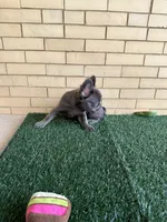 Molly, a female French Bulldog for sale in Chicago, IL – 4 of 6