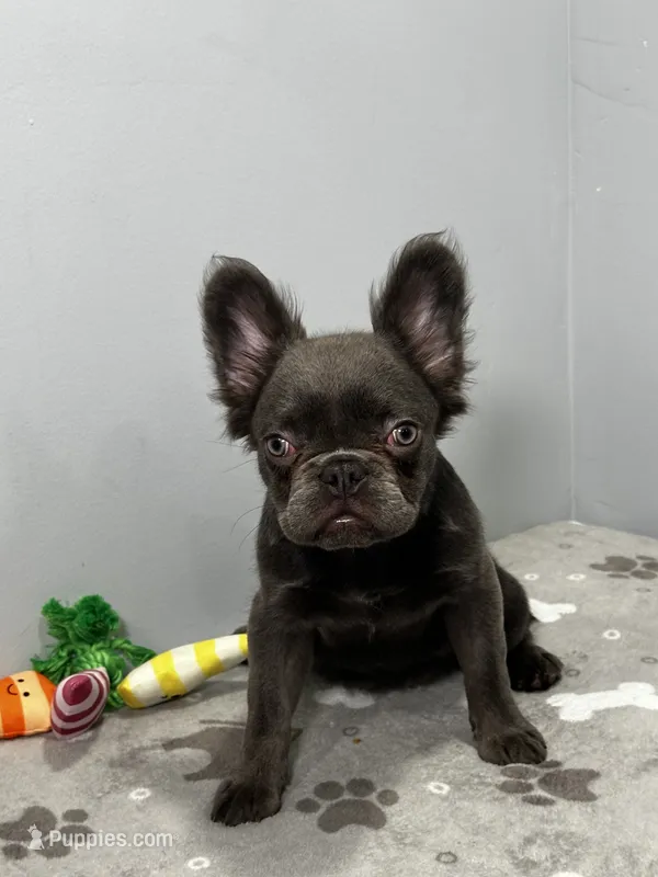 Molly – French Bulldog puppy for sale in Chicago, IL