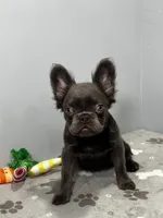 Molly, a female French Bulldog for sale in Chicago, IL – 1 of 7