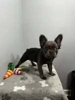 Molly, a female French Bulldog for sale in Chicago, IL – 3 of 7