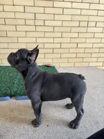 Dash, a male French Bulldog for sale in Chicago, IL – 2 of 8
