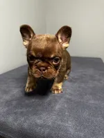 Bentley, a male French Bulldog for sale in Chicago, IL – 4 of 9
