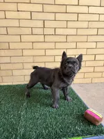 Zoe, a female French Bulldog for sale in Chicago, IL – 2 of 6