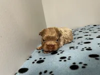 Rolex, a male French Bulldog for sale in Chicago, IL – 5 of 5