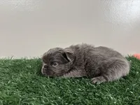 Molly, a female French Bulldog for sale in Chicago, IL – Photo 6 of 6