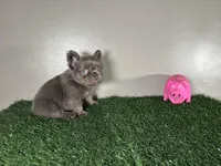Molly, a female French Bulldog for sale in Chicago, IL – Photo 4 of 5
