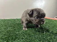 Molly, a female French Bulldog for sale in Chicago, IL – Photo 3 of 6