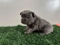 Molly, a female French Bulldog for sale in Chicago, IL – Photo 5 of 6