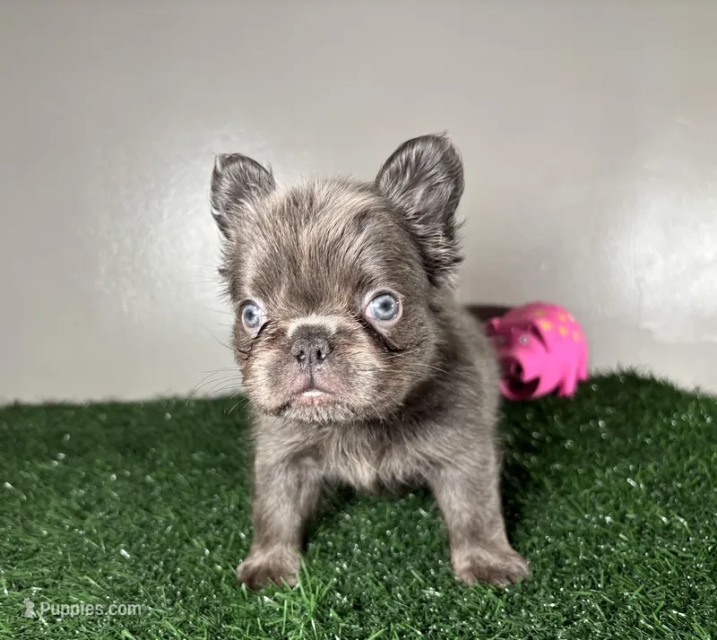 Molly – French Bulldog puppy for sale in Chicago, IL