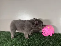 Molly, a female French Bulldog for sale in Chicago, IL – Photo 5 of 5