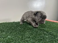 Molly, a female French Bulldog for sale in Chicago, IL – Photo 4 of 6