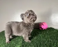 Molly, a female French Bulldog for sale in Chicago, IL – Photo 3 of 5