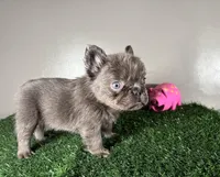 Molly, a female French Bulldog for sale in Chicago, IL – Photo 2 of 5