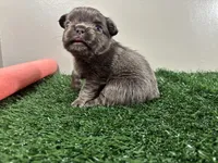 Molly, a female French Bulldog for sale in Chicago, IL – Photo 2 of 6