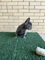 Molly, a female French Bulldog for sale in Chicago, IL – 3 of 6