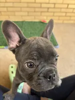 Dash, a male French Bulldog for sale in Chicago, IL – 6 of 8