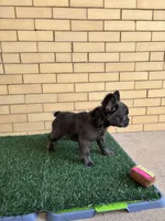 Zoe, a female French Bulldog for sale in Chicago, IL – 3 of 6