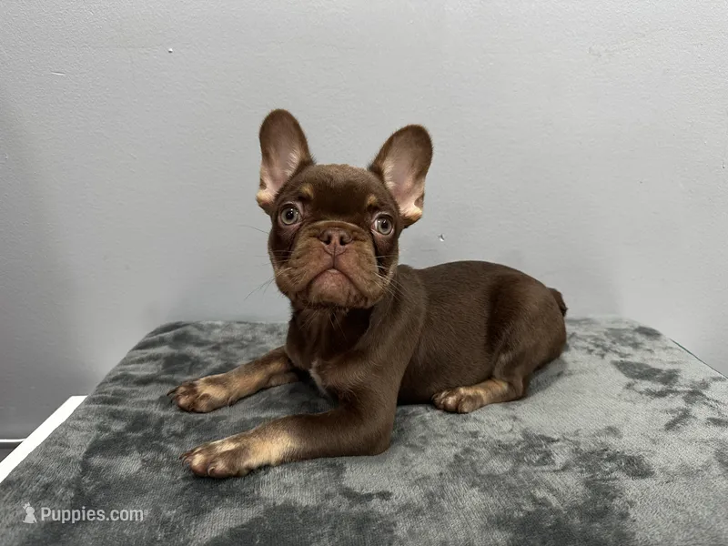 Bentley – French Bulldog puppy for sale in Chicago, IL