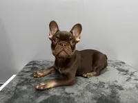 Bentley, a male French Bulldog for sale in Chicago, IL – 1 of 4