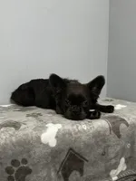 Zoe, a female French Bulldog for sale in Chicago, IL – 9 of 10