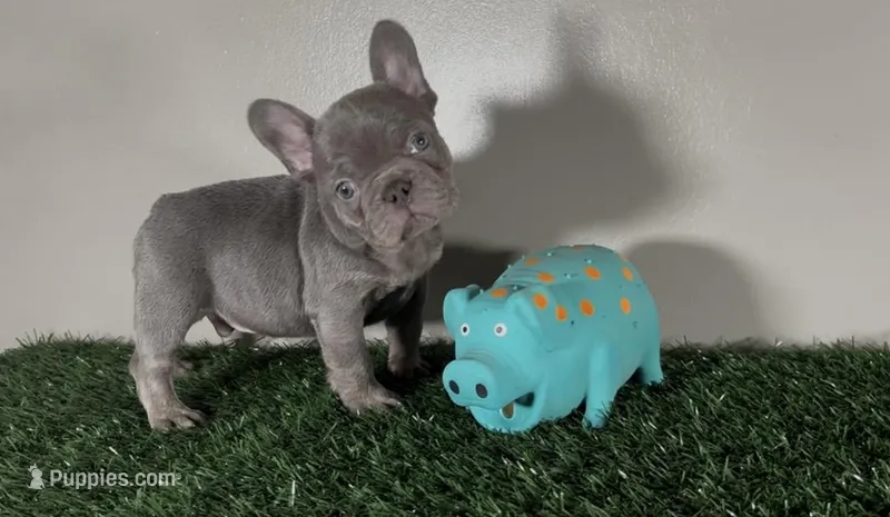 Frank – French Bulldog puppy for sale in Chicago, IL