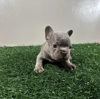 Frank, a male French Bulldog for sale in Chicago, IL – Photo 4 of 5