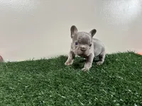 Frank, a male French Bulldog for sale in Chicago, IL – Photo 2 of 5