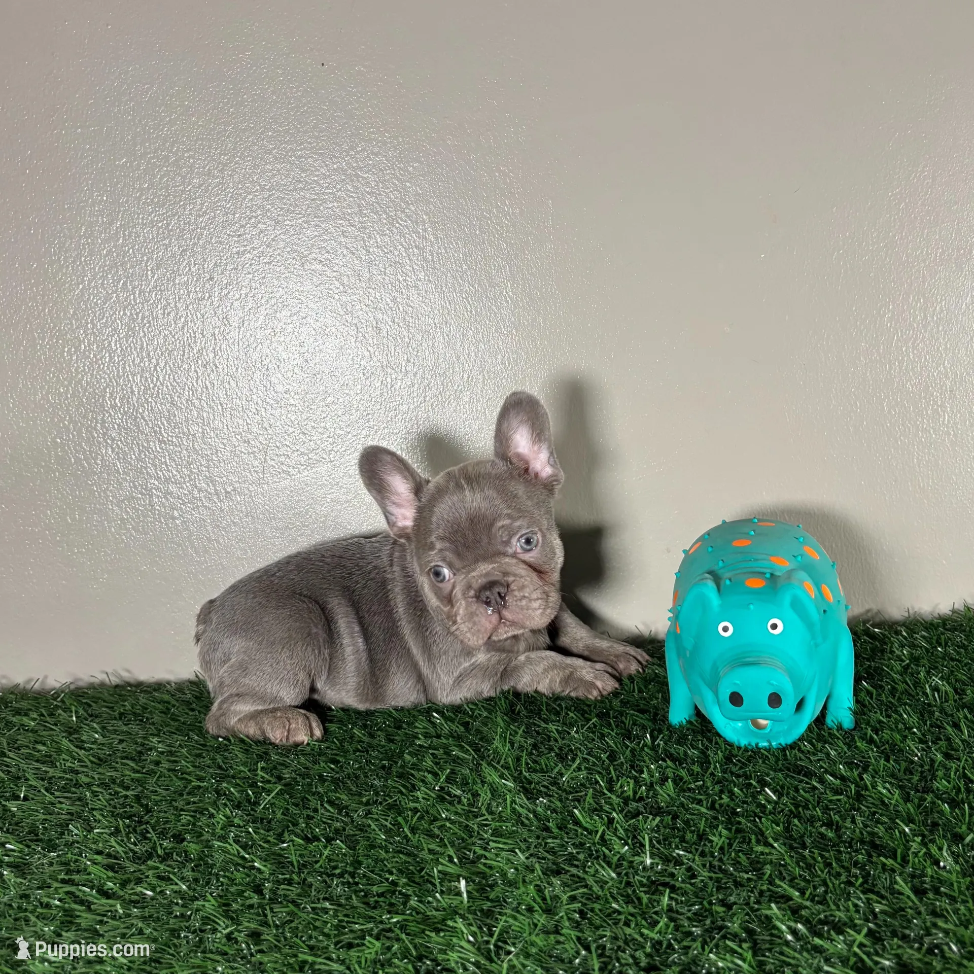 Frank, a male French Bulldog for sale in Chicago, IL – Photo 3 of 3