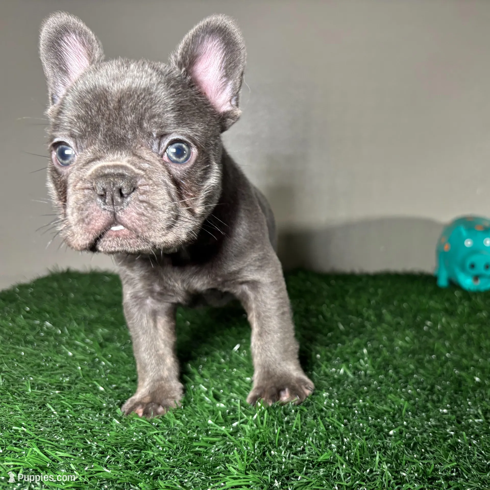 Frank, a male French Bulldog for sale in Chicago, IL – Photo 2 of 3