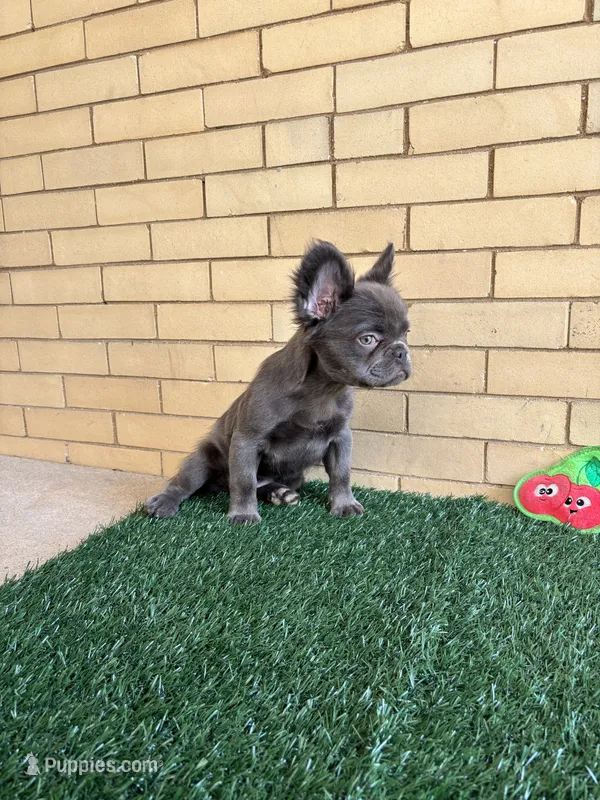 Molly – French Bulldog puppy for sale in Chicago, IL
