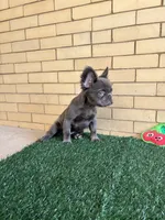 Molly, a female French Bulldog for sale in Chicago, IL – 1 of 6