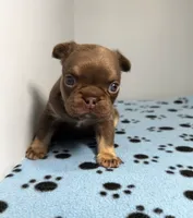Bentley, a male French Bulldog for sale in Chicago, IL – 6 of 6