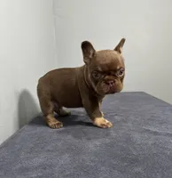Bentley, a male French Bulldog for sale in Chicago, IL – 7 of 9