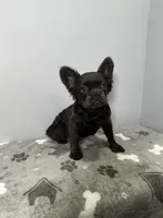 Zoe, a female French Bulldog for sale in Chicago, IL – 5 of 10