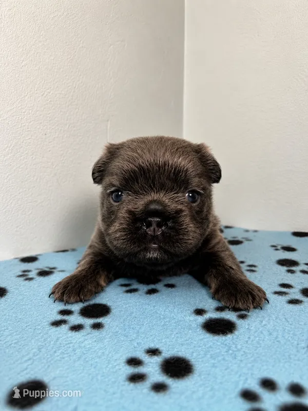 Chanel – French Bulldog puppy for sale in Chicago, IL