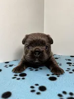 Chanel, a female French Bulldog for sale in Chicago, IL – 1 of 5