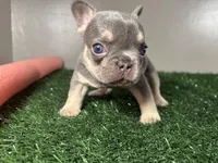 Lola, a female French Bulldog for sale in Chicago, IL – Photo 3 of 5