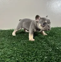 Lola, a female French Bulldog for sale in Chicago, IL – Photo 4 of 5