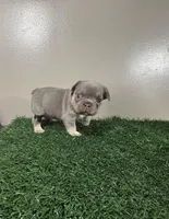 Sissy, a female French Bulldog for sale in Chicago, IL – Photo 4 of 4