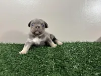 Sissy, a female French Bulldog for sale in Chicago, IL – Photo 1 of 4